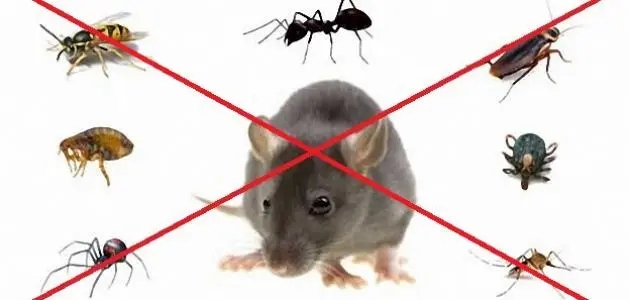 شركة مكافحة حشرات بالرياض
