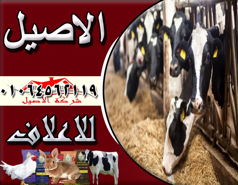 مصنع اعلاف مواشي بالمحلة الكبري